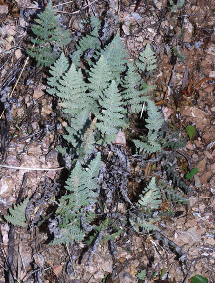 Cheilanthes lindheimeri (Hooker)